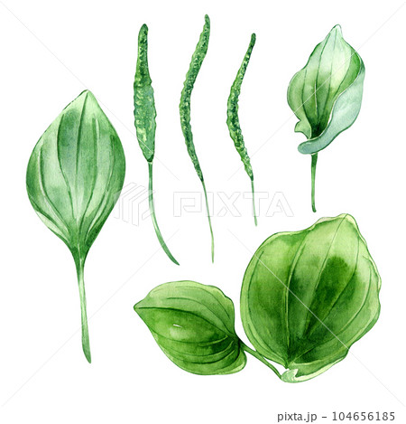 Plantago broadleaf medicinal plant watercolor illustration isolated on white background. Plantain, green leaves, useful herb, psyllium hand drawn. Design for label, package, postcard 104656185