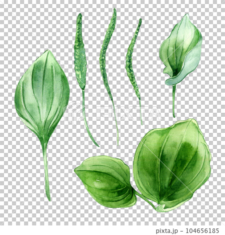 Plantago broadleaf medicinal plant watercolor illustration isolated on white background. Plantain, green leaves, useful herb, psyllium hand drawn. Design for label, package, postcard 104656185