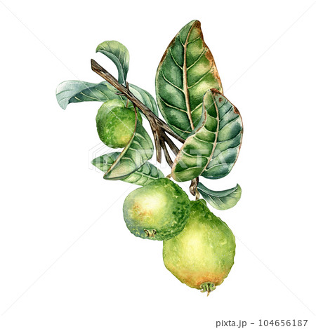 Branch of tree with three guava fruits watercolor illustration isolated on white background. Tropical plant guajava with green leaves hand drawn. Design element for wrapping, packaging, label, poster 104656187