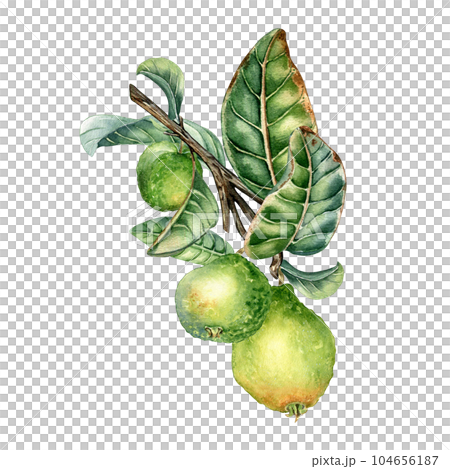 Branch of tree with three guava fruits watercolor illustration isolated on white background. Tropical plant guajava with green leaves hand drawn. Design element for wrapping, packaging, label, poster 104656187