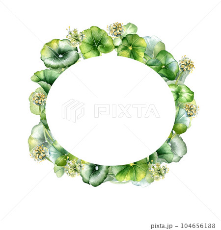 Frame of centella asiatica, herbal plants watercolor illustration isolated on white. Pennywort, gotu kola, rounded leaves wreath hand drawn. Design for package, label, herbal plants collection Frame of centella asiatica, herbal plants watercolor illustration isolated on white. Pennywort, gotu kola, rounded leaves wreath hand drawn. Design for package, label, herbal plants collection 104656188