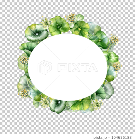 Frame of centella asiatica, herbal plants watercolor illustration isolated on white. Pennywort, gotu kola, rounded leaves wreath hand drawn. Design for package, label, herbal plants collection Frame of centella asiatica, herbal plants watercolor illustration isolated on white. Pennywort, gotu kola, rounded leaves wreath hand drawn. Design for package, label, herbal plants collection 104656188