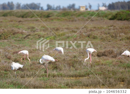 flamingo birds walk on the dam of the river flamingo birds walk on the dam of the river 104656332
