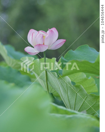 ハス スイレン 蓮 104656444