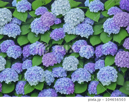 雨に濡れる紫陽花 104656503