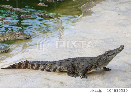 The crocodile is stay near the river The crocodile is stay near the river 104656539