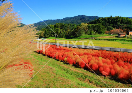 甘樫の丘（奈良県明日香村）に咲くコキア 104656662