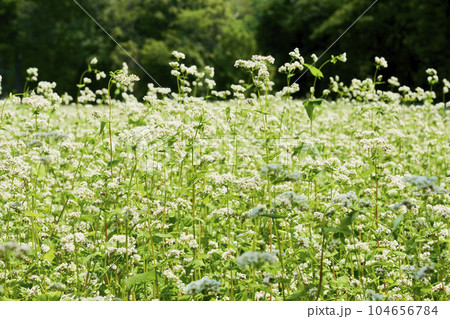 北海道のソバ畑に咲くソバの花 北海道のソバ畑に咲くソバの花 104656784