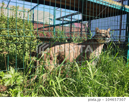 Puma mountain lion, cougar lat. Puma concolor is a predator of the genus Puma of the cat family. Puma mountain lion, cougar lat. Puma concolor is a predator of the genus Puma of the cat family. 104657307