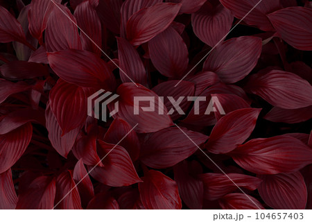 Autumn background of leaves, dark red texture 104657403