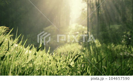 Lanscape of bamboo tree in tropical rainforest Lanscape of bamboo tree in tropical rainforest 104657590