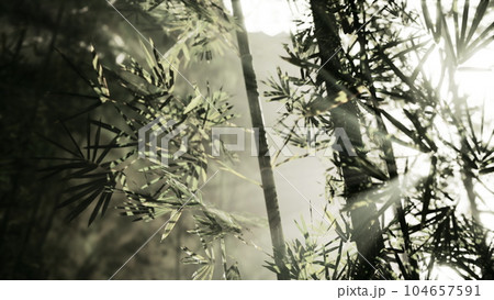 bamboo forest showing off its greenness bamboo forest showing off its greenness 104657591