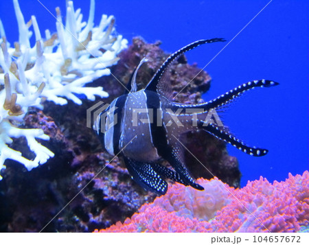 バンガイ・カーディナルフィッシュ バンガイ・カーディナルフィッシュ 104657672