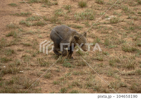 Brown bear cub eating grass in the mountains 104658190