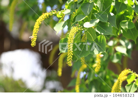 南京黄櫨(ナンキンハゼ)の雄花と雄花の付け根の雌花(果実) 南京黄櫨(ナンキンハゼ)の雄花と雄花の付け根の雌花(果実) 104658323
