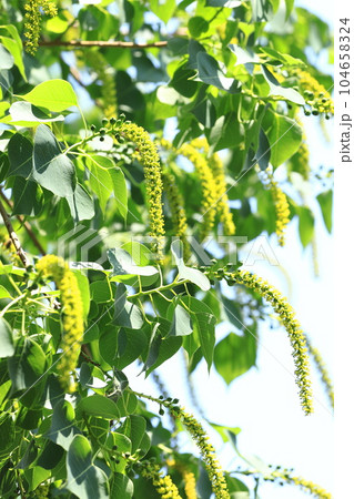 南京黄櫨（ナンキンハゼ）の雄花と雄花の付け根の雌花（果実） 104658324