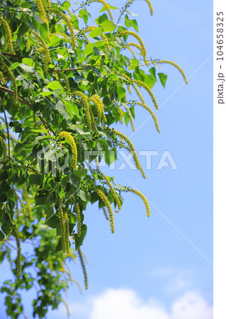 南京黄櫨（ナンキンハゼ）の雄花と雄花の付け根の雌花（果実） 104658325