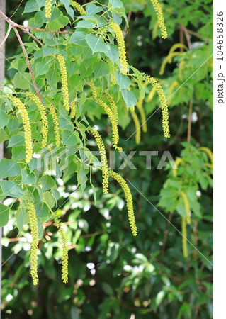 南京黄櫨（ナンキンハゼ）の雄花と雄花の付け根の雌花（果実） 104658326