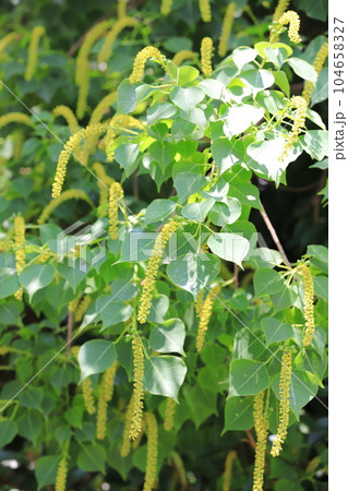 南京黄櫨（ナンキンハゼ）の雄花と雄花の付け根の雌花（果実） 104658327