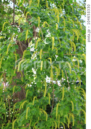 南京黄櫨（ナンキンハゼ）の雄花と雄花の付け根の雌花（果実） 104658330