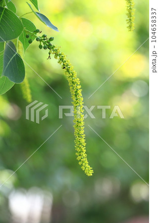 南京黄櫨（ナンキンハゼ）の雄花と雄花の付け根の雌花（果実） 104658337