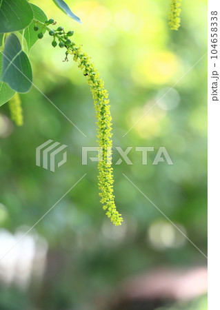 南京黄櫨（ナンキンハゼ）の雄花と雄花の付け根の雌花（果実） 104658338