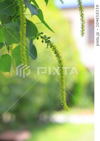 南京黄櫨（ナンキンハゼ）の雄花と雄花の付け根の雌花（果実） 104658339