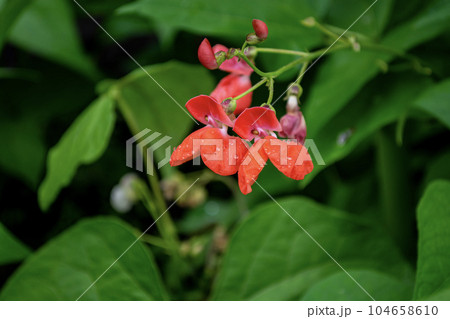 Flowering bean close-up. Red flowers in small drops of rain. 104658610