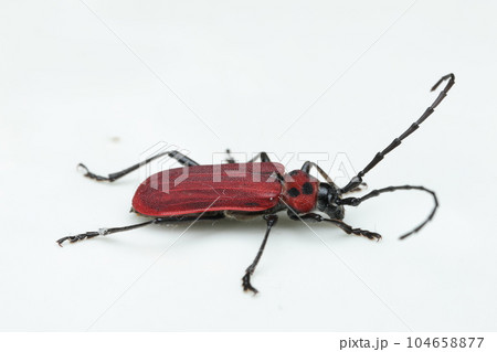 ベニカミキリ 104658877
