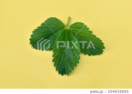 Three green strawberry leaves on a yellow background. Three green strawberry leaves on a yellow background. 104658893