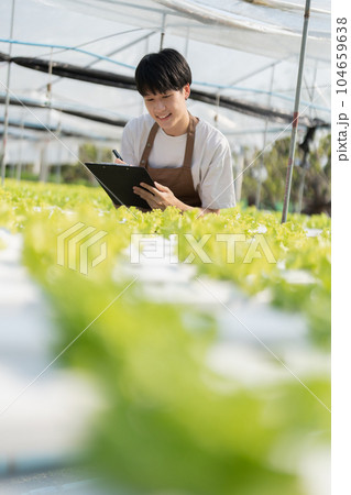 man Farmer harvesting vegetable and audit quality from hydroponics farm. Organic fresh vegetable, Farmer working with hydroponic vegetables garden harvesting, small business concepts 104659638