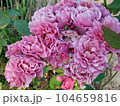 Japanese Rose Aoi 104659816