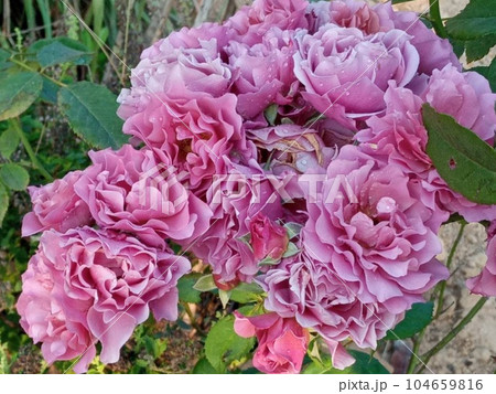 Japanese Rose Aoi 104659816