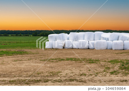 Many white silage bales lie on the field 104659864