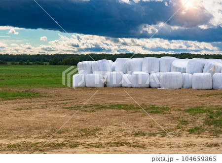 Many white silage bales lie on the field 104659865