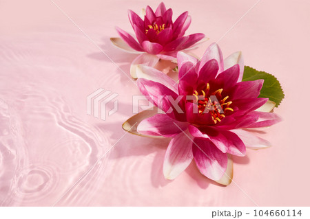 A beautiful pink waterlily or lotus flower in pink water. 104660114