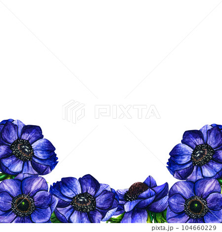 Hand drawn watercolor border flowers violet anemone on white background. Spring floral botanical illustration isolated for greeting cards, wedding invitation, birthday and mothers day cards. Hand drawn watercolor border flowers violet anemone on white background. Spring floral botanical illustration isolated for greeting cards, wedding invitation, birthday and mothers day cards. 104660229