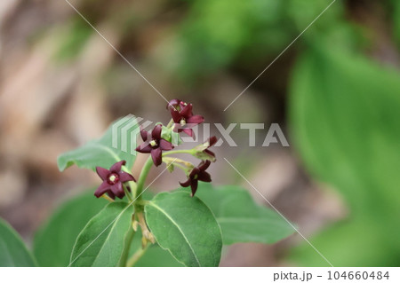 緑の葉と濃い赤茶紫の花びらのフナバラソウが咲く様子をアップで撮影した風景 緑の葉と濃い赤茶紫の花びらのフナバラソウが咲く様子をアップで撮影した風景 104660484