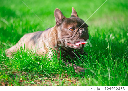 The dog lies in the grass. French bulldog on the lawn. 104660828
