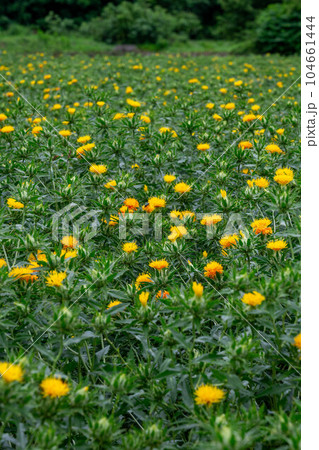 一面に広がるべに花畑 104661444