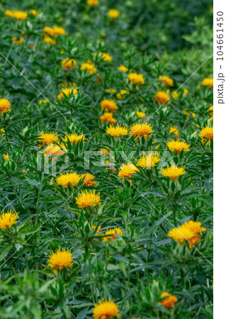一面に広がるべに花畑 一面に広がるべに花畑 104661450