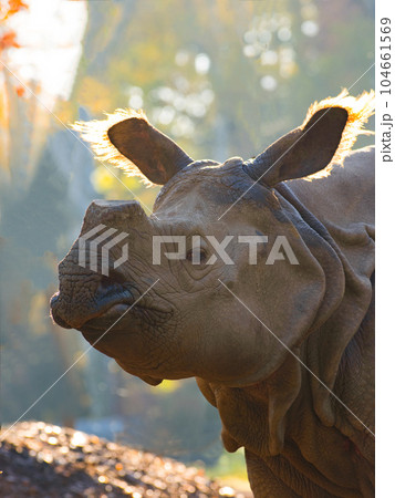 portrait rhinoceros in natural environment with cut horn 104661569