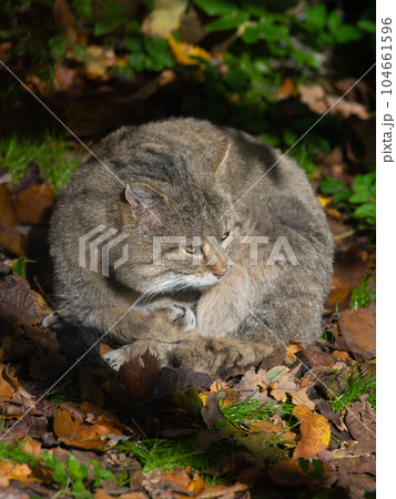 wild forest cat sitting in the sun wild forest cat sitting in the sun 104661596