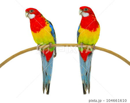 two rosella parrot isolated on white background 104661610