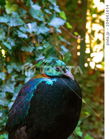 Wildlife bird. Himalayan monal (Lophophorus impejanus), also known as the Impeyan monal. Wildlife bird. Himalayan monal (Lophophorus impejanus), also known as the Impeyan monal. 104661654