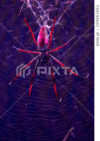 spider (nephila sp.) sitting on its web in the dead of night spider (nephila sp.) sitting on its web in the dead of night 104661661