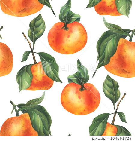 Orange tangerines with green branch and leaves, citrus tropical fruit. Watercolor illustration, hand drawn. Seamless pattern on a white background. Orange tangerines with green branch and leaves, citrus tropical fruit. Watercolor illustration, hand drawn. Seamless pattern on a white background. 104661725