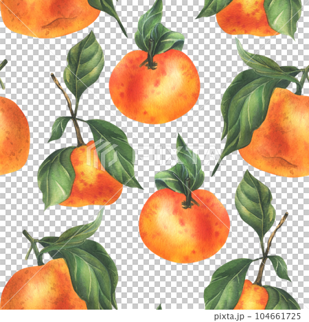 Orange tangerines with green branch and leaves, citrus tropical fruit. Watercolor illustration, hand drawn. Seamless pattern on a white background. Orange tangerines with green branch and leaves, citrus tropical fruit. Watercolor illustration, hand drawn. Seamless pattern on a white background. 104661725