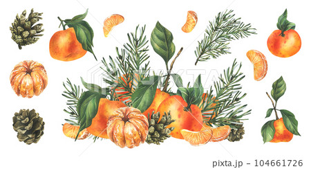 Orange tangerines whole, peeled and sliced with pine branch and cones. Christmas, New Year, hand drawn watercolor illustration. Isolated composition with elements on a white background 104661726