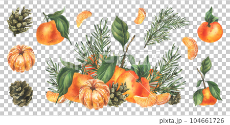 Orange tangerines whole, peeled and sliced with pine branch and cones. Christmas, New Year, hand drawn watercolor illustration. Isolated composition with elements on a white background 104661726